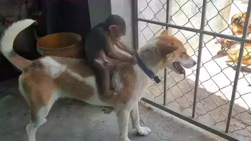 狗与猴子耍杂技（耍猴人和一只狗的表演）