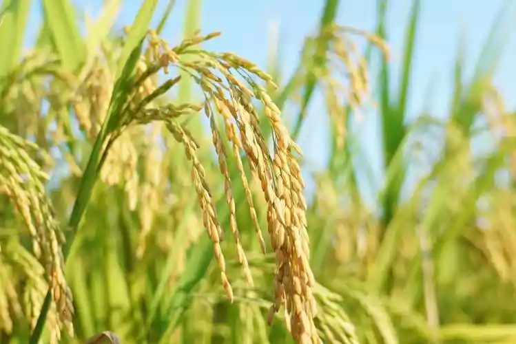 隆平稻作公园两米（世界上最好吃的稻）-第1张
