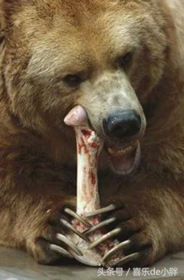 世界上最大的熊是什么熊，世界上体型最大的熊是什么熊-第6张