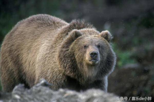 世界上最大的熊是什么熊，世界上体型最大的熊是什么熊-第5张