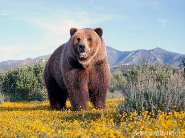 世界上最大的熊是什么熊，世界上体型最大的熊是什么熊-第2张