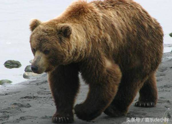世界上最大的熊是什么熊，世界上体型最大的熊是什么熊-第4张