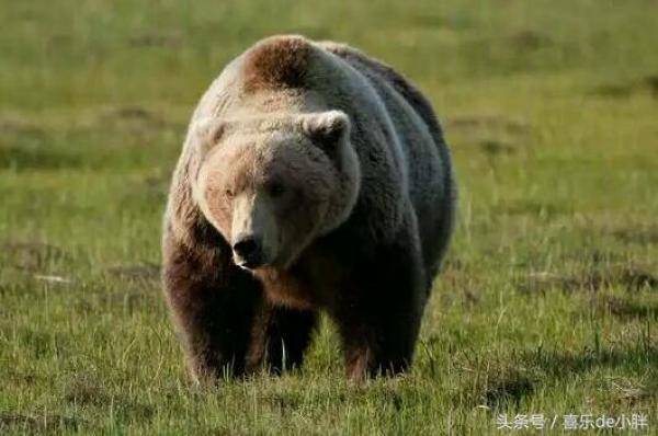 世界上最大的熊是什么熊，世界上体型最大的熊是什么熊-第3张
