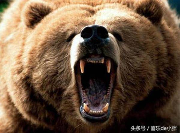 世界上最大的熊是什么熊，世界上体型最大的熊是什么熊-第7张