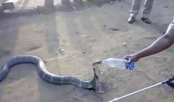 印度眼镜王蛇跑到村庄里找水，最大眼镜王蛇的天敌-第1张