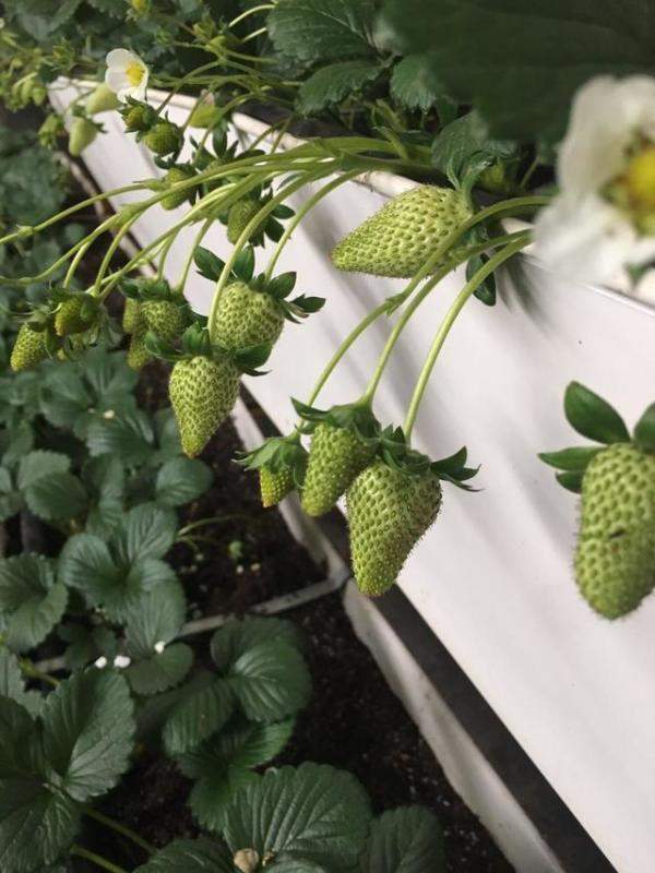 草莓成熟期的划分与判断，草莓什么时候到生长期-第2张