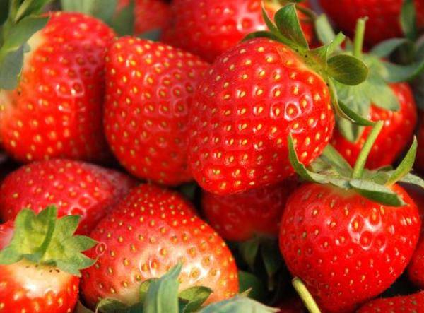草莓成熟期的划分与判断，草莓什么时候到生长期-第1张