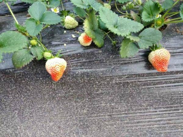 草莓成熟期的划分与判断，草莓什么时候到生长期-第3张