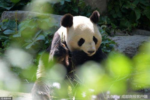 雅安荥经县将成为我国第二个大熊猫野放基地（雅安野生大熊猫数量最多的县）-第1张