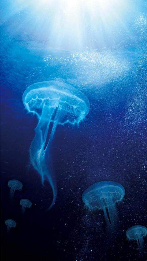 美妙绝伦的海底世界手机壁纸（壁纸超清全面屏海底世界）-第17张