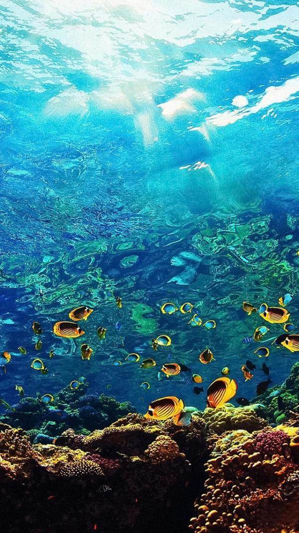 美妙绝伦的海底世界手机壁纸（壁纸超清全面屏海底世界）-第18张