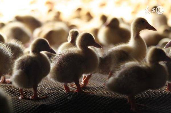 夏季商品肉鸭养殖，近期肉鸭的饲养管理要点-第2张