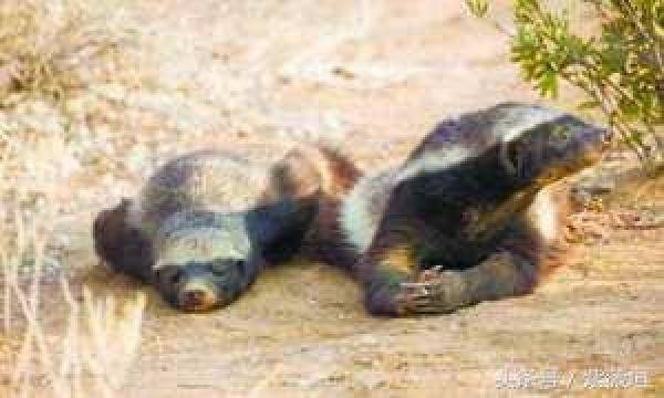 平头哥蜜獾的成名史（平头哥蜜獾在哪个地区生活）-第4张