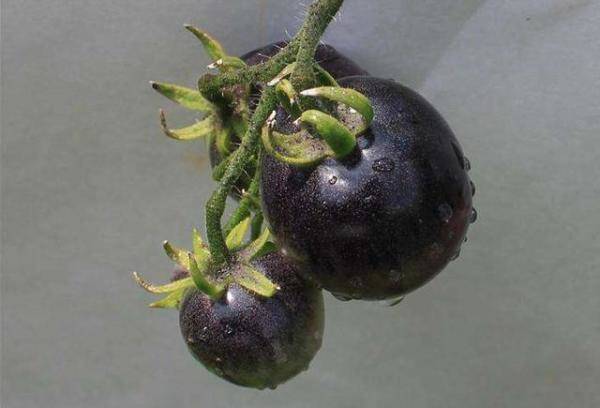 没见过的10种黑色果蔬，紫色果蔬对身体有什么好处-第3张