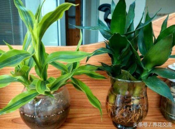 9种很适合养在室内的竹子，养竹子禁忌有哪些家里养竹子好吗-第2张