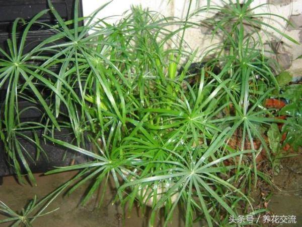9种很适合养在室内的竹子，养竹子禁忌有哪些家里养竹子好吗-第8张