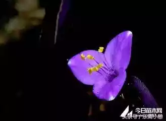 紫鸭跖草的钩织解图（红花酢浆草钩针图解）-第1张