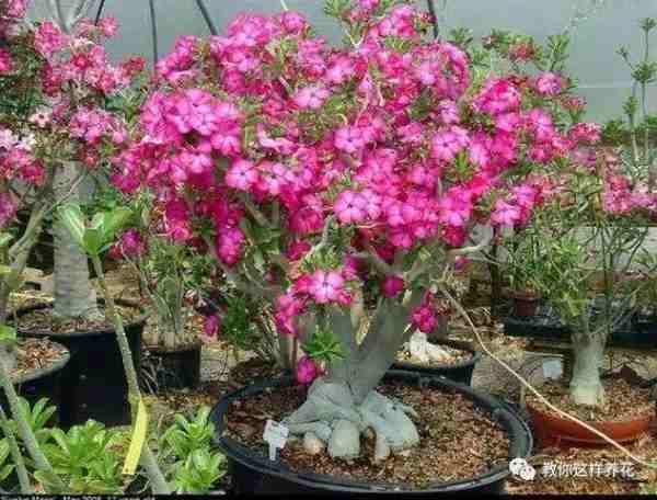 沙漠玫瑰繁殖的3种方法（沙漠玫瑰怎样养开花的）-第8张