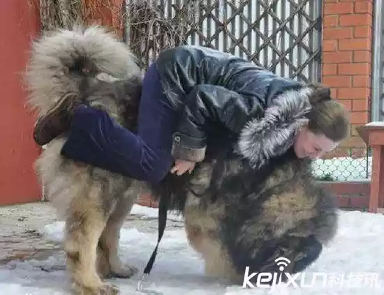 世界上最大的狗（战斗力最强的高加索犬）-第7张