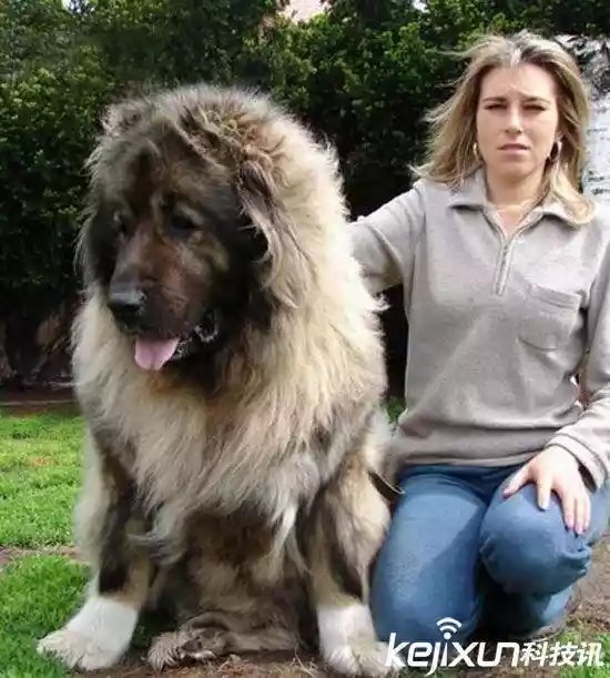 世界上最大的狗（战斗力最强的高加索犬）-第8张
