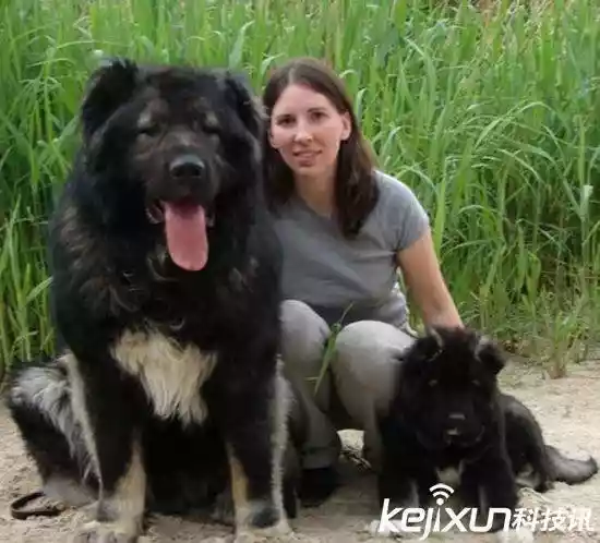 世界上最大的狗（战斗力最强的高加索犬）-第10张