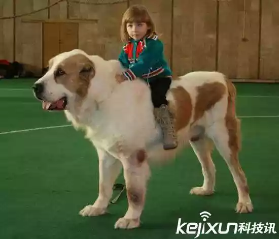世界上最大的狗（战斗力最强的高加索犬）-第18张