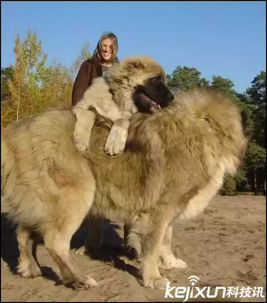 世界上最大的狗（战斗力最强的高加索犬）-第1张