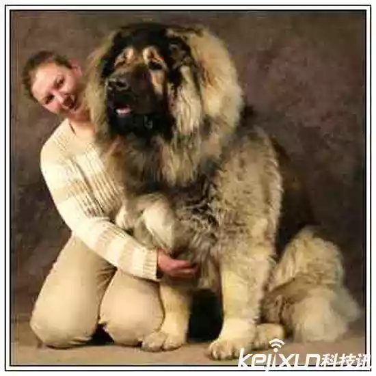 世界上最大的狗（战斗力最强的高加索犬）-第4张