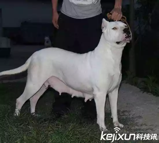 世界上最大的狗（战斗力最强的高加索犬）-第17张