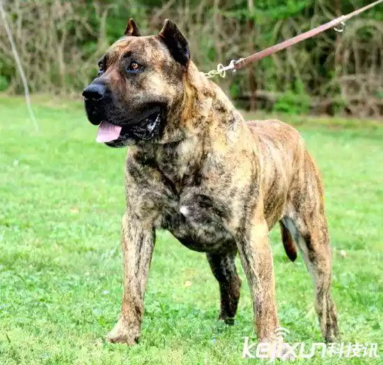 世界上最大的狗（战斗力最强的高加索犬）-第19张