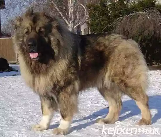 世界上最大的狗（战斗力最强的高加索犬）-第9张