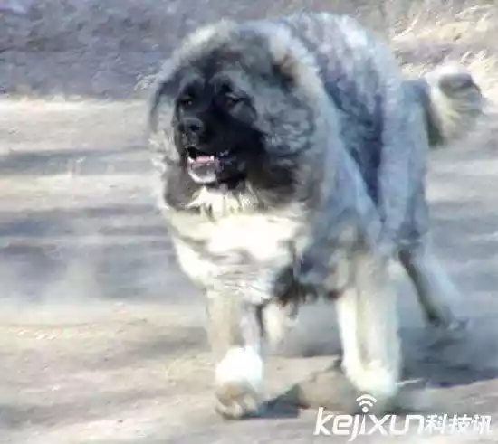 世界上最大的狗（战斗力最强的高加索犬）-第3张