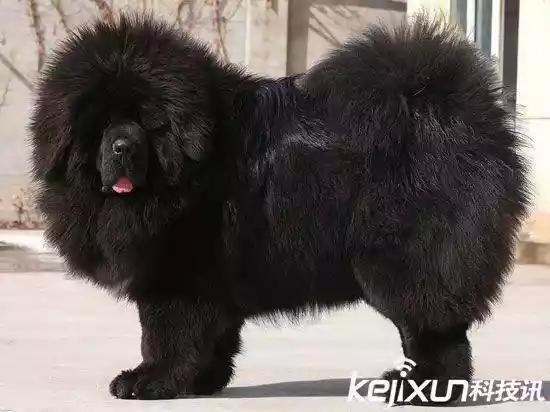 世界上最大的狗（战斗力最强的高加索犬）-第12张