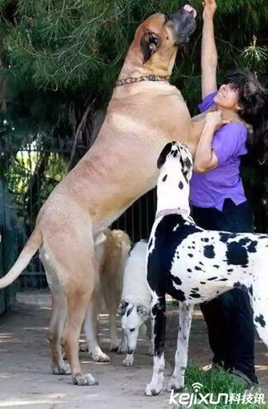 世界上最大的狗（战斗力最强的高加索犬）-第15张