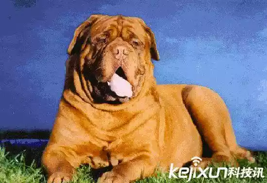 世界上最大的狗（战斗力最强的高加索犬）-第16张
