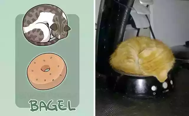 为什么面包和猫长得这么像（猫为什么很像小孩子）-第4张
