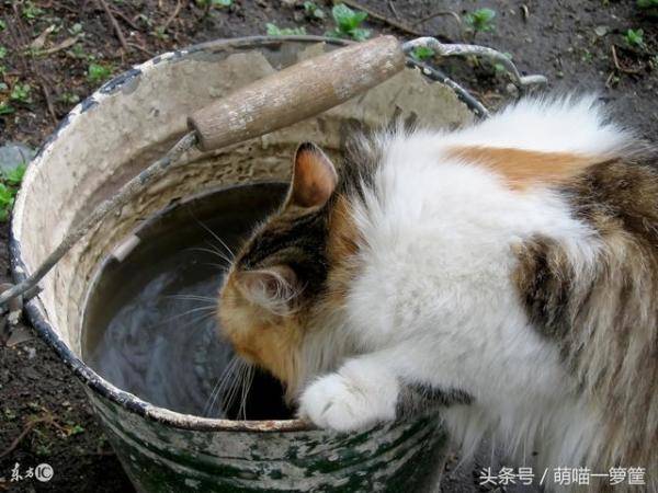 猫咪不爱喝水怎么办，猫咪这几天不爱喝水了-第2张