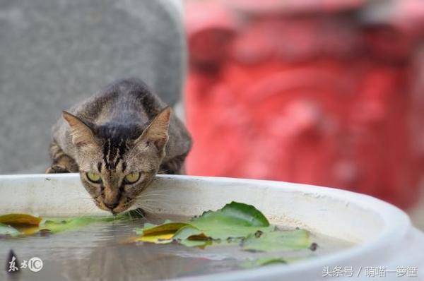 猫咪不爱喝水怎么办，猫咪这几天不爱喝水了-第1张