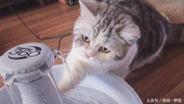 猫咪不爱喝水怎么办，猫咪这几天不爱喝水了-第4张