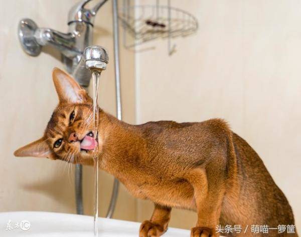 猫咪不爱喝水怎么办，猫咪这几天不爱喝水了-第6张