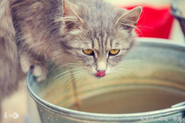 猫咪不爱喝水怎么办，猫咪这几天不爱喝水了-第5张