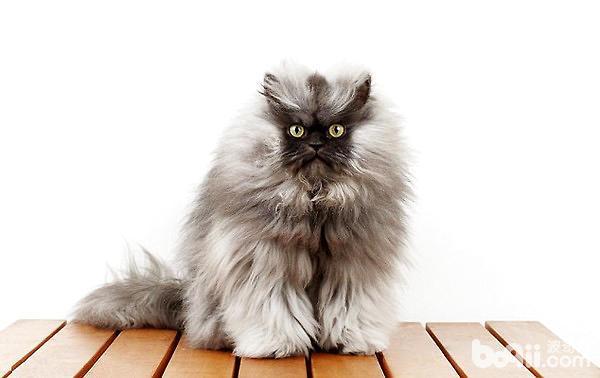 猫咪品种鉴赏之喜马拉雅猫（猫咪比较出名的品种）-第1张