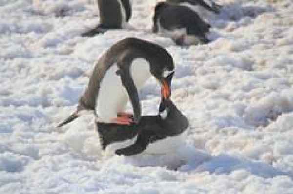 南极大陆常年定居的，南极是不是真的有七种企鹅-第6张
