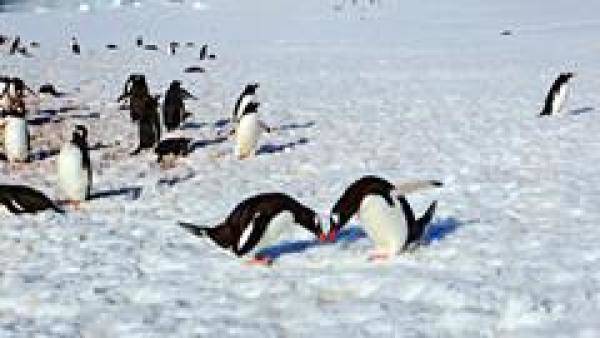 南极大陆常年定居的，南极是不是真的有七种企鹅-第3张