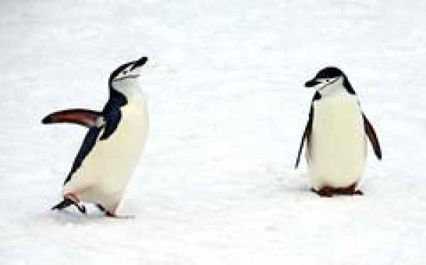 南极大陆常年定居的，南极是不是真的有七种企鹅-第4张