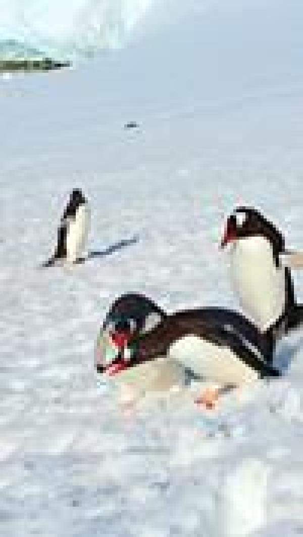 南极大陆常年定居的，南极是不是真的有七种企鹅-第5张