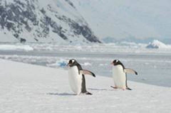 南极大陆常年定居的，南极是不是真的有七种企鹅-第2张