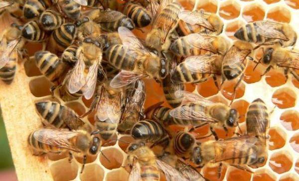 带你一次性了解蜜蜂，蜜蜂一年四季需要的温度-第11张