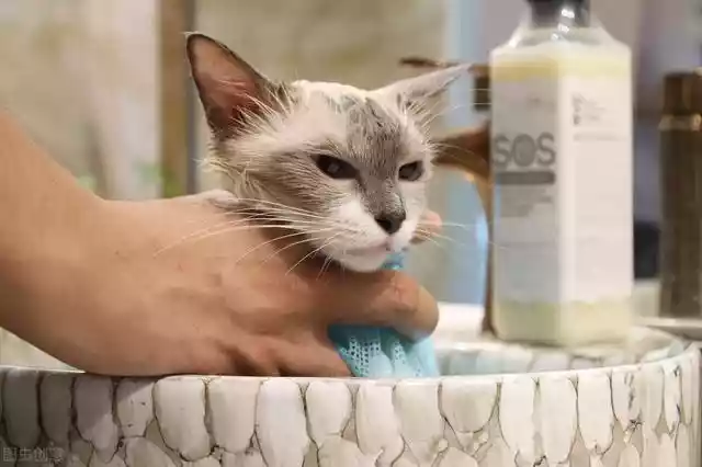 冬季给猫咪洗澡，新手给猫咪洗澡要注意些什么-第4张