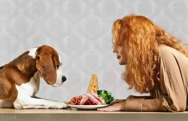 常见又便宜的10种食物，狗狗最适合的食物是什么-第1张